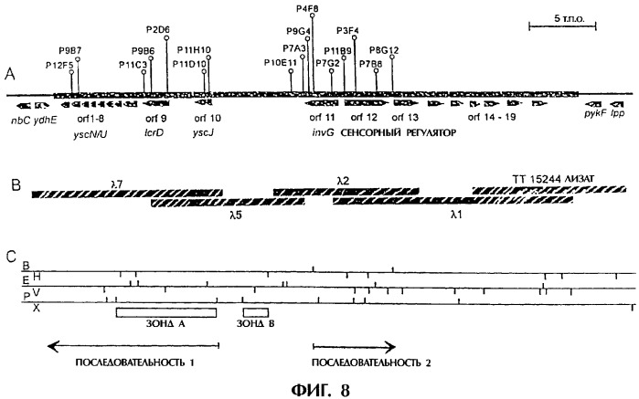 Vgc2 днк salmonella typhimurium, мутантная бактерия, обладающая пониженной способностью к адаптации к условиям окружающей среды, и способ ее получения (патент 2370541)