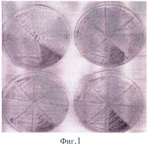 Способ выявления штаммов бактерий-продуцентов l-аспарагиназы (патент 2398876)