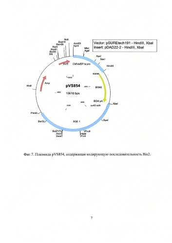 Способ получения биспецифических антител против cd3*cd19 формата флексибоди в клетках млекопитающих (патент 2577226)