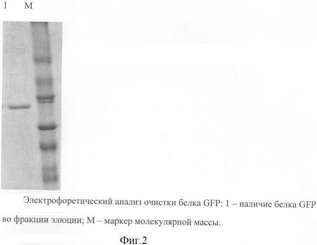 Способ очистки рекомбинантных белков (патент 2297424)