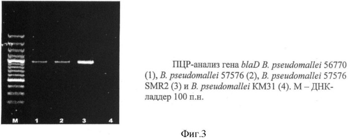 Инсерционный мутант burkholderia pseudomallei - модельный штамм для молекулярно-генетического анализа механизмов формирования множественной антибиотикорезистентности у патогенных буркхольдерий (патент 2413763)