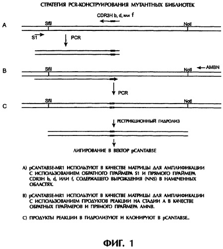 Scfv против egfrviii с улучшенной цитотоксичностью и выходом, иммунотоксины на их основе и способы их применения (патент 2317999)