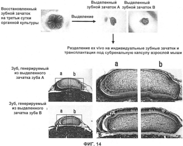 Способ формирования зуба, зубной ряд и способ формирования ткани (патент 2428140)