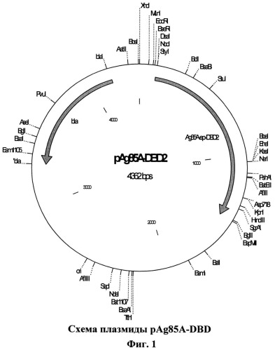 Способ получения иммуногенной композиции на основе гибридного белка ag85a-dbd и декстрана, рекомбинантная плазмида pag85a-dbd, штамм escherichia coli [prep4, pag85a-dbd], химерный белок ag85a-dbd (патент 2520078)