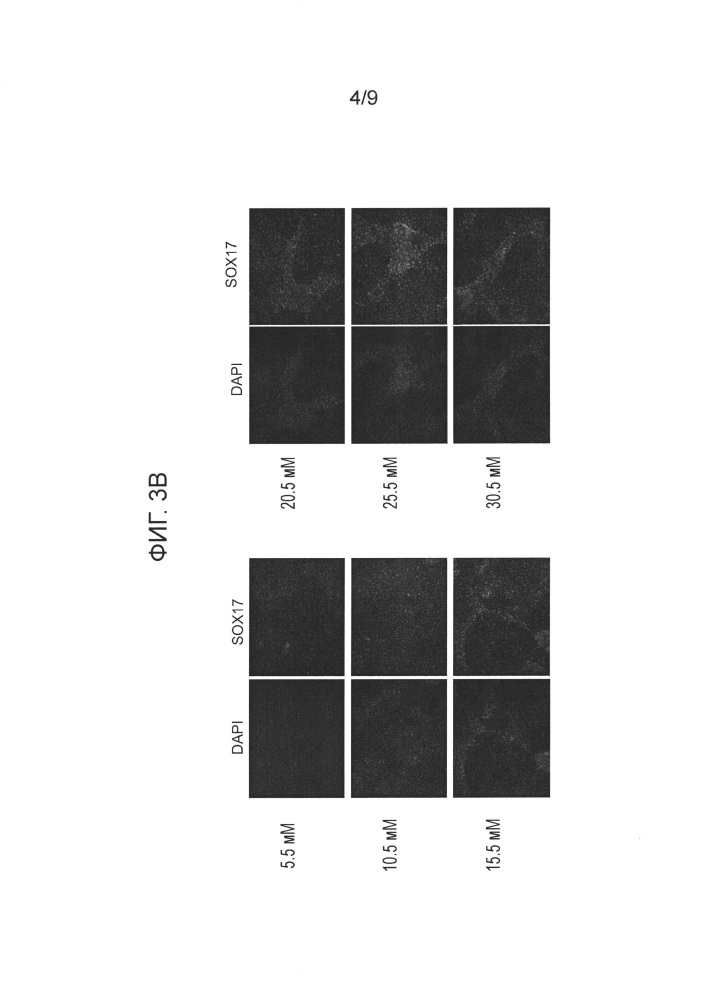 Дифференцирование эмбриональных стволовых клеток человека (патент 2620938)