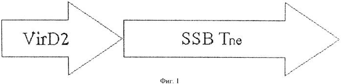 Химерный белок для невирусного трансгенеза, включающий днк-связывающий домен ssbtne и сигнал ядерной локализации vird2 (патент 2376317)