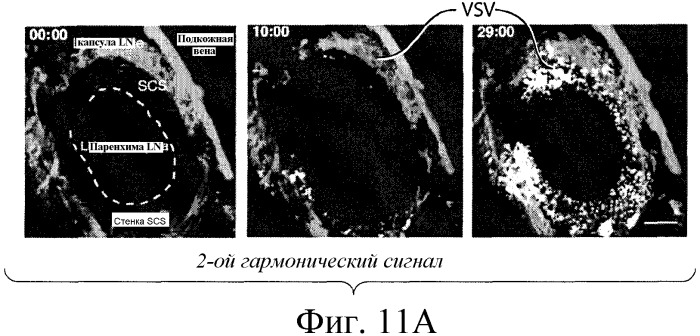 Никотиновые иммунонанотерапевтические лекарственные средства (патент 2487712)