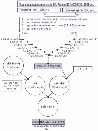 Плазмида для экспрессии в клетках бактерии рода escherichia неактивного предшественника мутеина [c112s] легкой цепи энтерокиназы человека, бактерия, принадлежащая к роду escherichia, - продуцент предшественника рекомбинантного мутеина [c112s] легкой цепи энтерокиназы человека, предшественник рекомбинантного мутеина [c112s] легкой цепи энтерокиназы человека, способ получения рекомбинантного мутеина [c112s] легкой цепи энтерокиназы человека, рекомбинантный мутеин [c112s] легкой цепи энтерокиназы человека (патент 2495934)