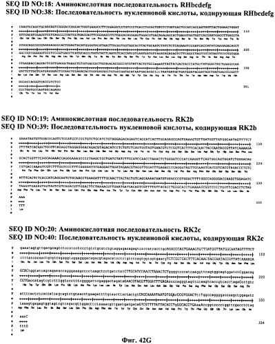 Антитела против вируса гепатита с (патент 2462475)