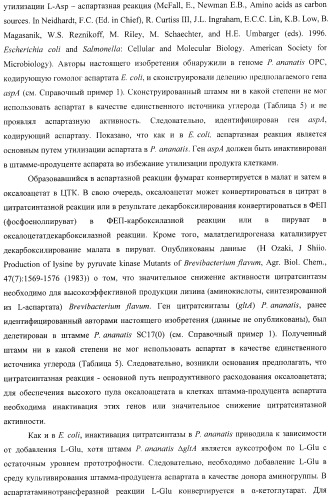 Бактерия, принадлежащая к роду pantoea, - продуцент l-аспартата или метаболита, являющегося производным l-аспартата, и способ получения l-аспартата или метаболита, являющегося производным l-аспартата (патент 2411289)