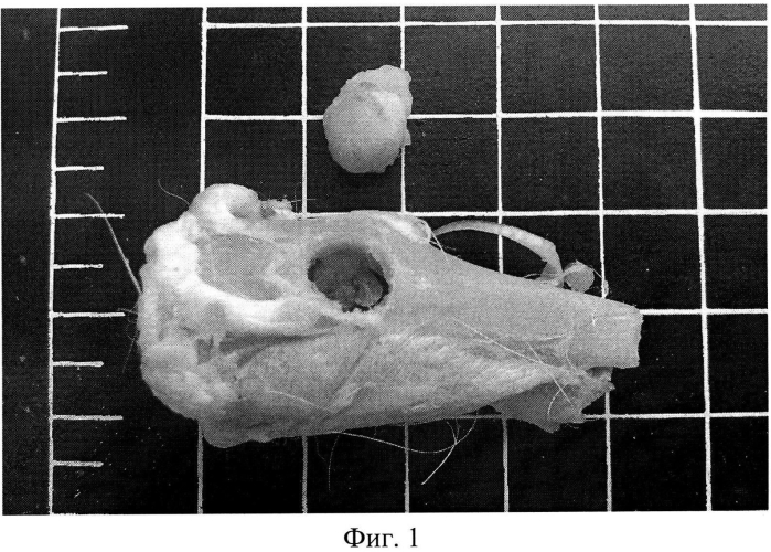 Способ моделирования хронического дефекта костной ткани со склерозированной стенкой (патент 2578836)