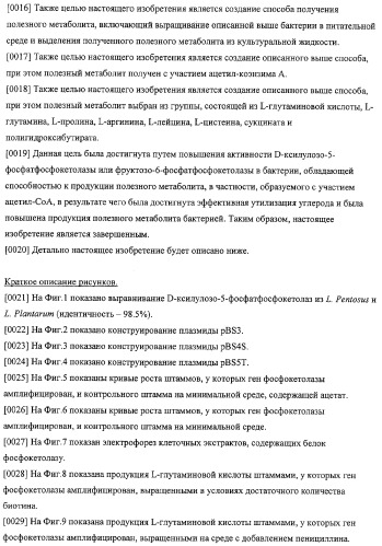 Использование фосфокетолазы для продукции полезных метаболитов (патент 2322496)