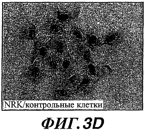 Способы и композиции для модуляции и обнаружения активности wisp (патент 2412201)