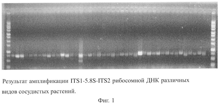 Набор синтетических олигонуклеотидов для амплификации и секвенирования its1-5.8s-its2 сосудистых растений (патент 2528063)