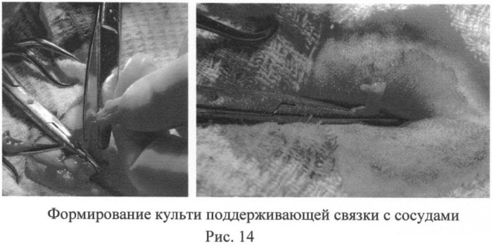 Способ овариогистерэктомии кошек по боковому доступу (патент 2396923)