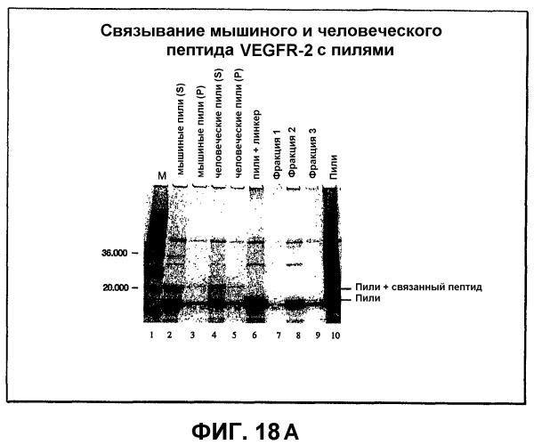 Композиция и способ для иммунизации, способ продуцирования неприродного, упорядоченного и повторяющегося массива антигенов (патент 2294211)