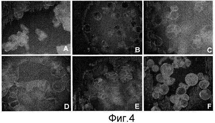 Способы in vitro для создания и поддержания линий растительных клеток в виде отдельных клеток в суспензии с интактными клеточными стенками и их трансформации (патент 2451744)