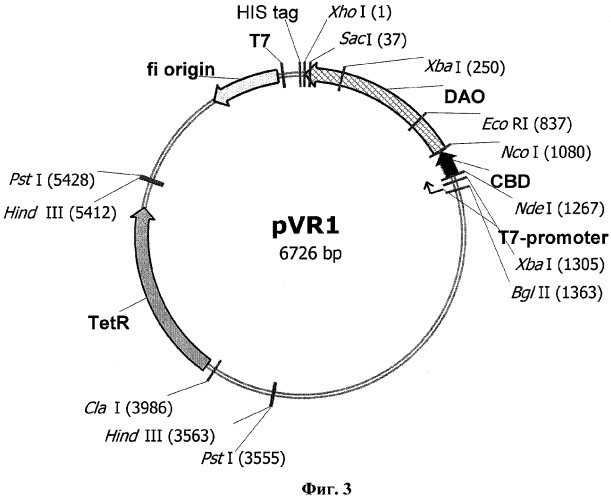 Рекомбинантная днк, кодирующая функционально активный гибридный белок оксидазы d-аминокислот с хитинсвязывающим доменом (daocbd) рекомбинантная плазмида pvr1, обеспечивающая его синтез в клетках escherichia coli, и рекомбинантный штамм escherichia coli с 41(de3)/pvr1 - продуцент daocbd (патент 2310688)