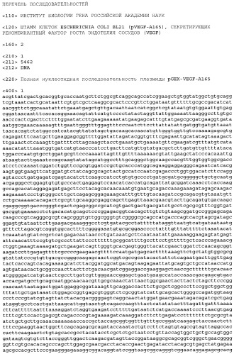 Штамм клеток escherichia coli bl21 (pvegf-a165), секретирующих рекомбинантный фактор роста эндотелия сосудов (vegf) (патент 2395568)