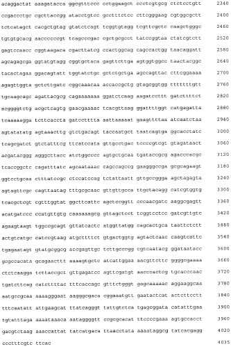 Плазмидный вектор pe-lc-ltp, штамм бактерии escherichia coli для экспрессии липид-транспортирующих белков чечевицы lens culinaris и способ получения указанных белков (патент 2415940)