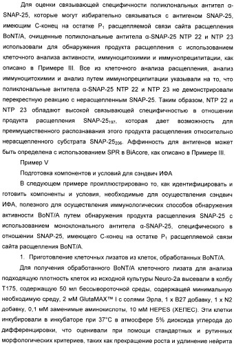 Иммунологические анализы активности ботулинического токсина серотипа а (патент 2491293)