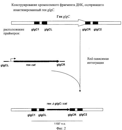 Способ получения l-аминокислот с использованием бактерии, принадлежащей к роду escherichia, в которой разрушен путь биосинтеза гликогена (патент 2315809)