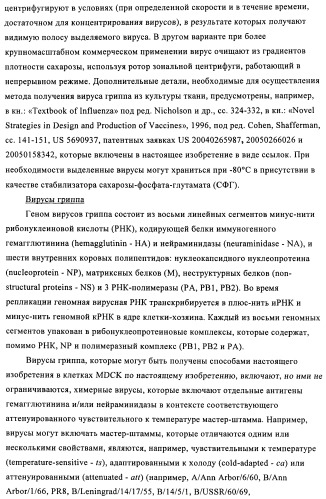 Способы и композиции для экспрессии антисмысловой вирусной рнк в клетках собаки (патент 2457250)