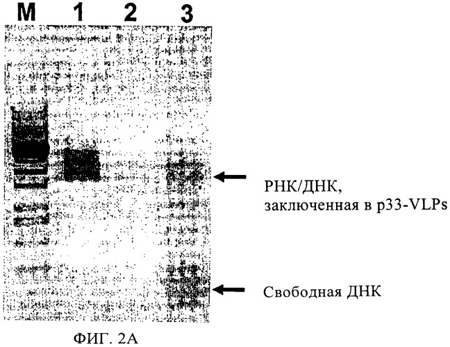 Укомплектованные вирусоподобные частицы (патент 2375076)