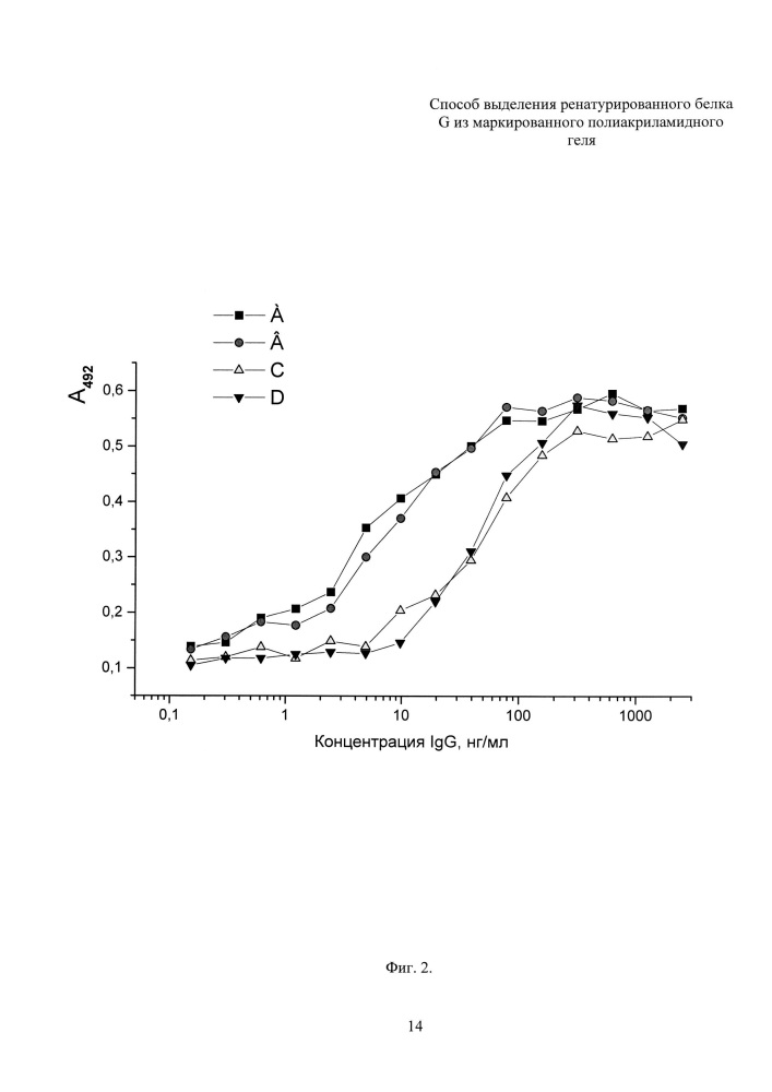 Способ выделения ренатурированного белка g из маркированного полиакриламидного геля (патент 2646103)