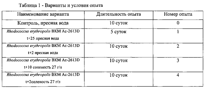 Штамм rhodococcus erythropolis для очистки солоноватоводных и морских экосистем от нефти и нефтепродуктов (патент 2553336)