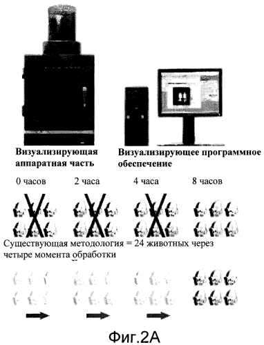 Трансгенное животное, отличное от человека, и его применения (патент 2579701)