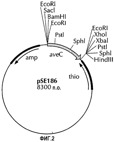 Ген streptomyces avermitilis и его применение для изменения соотношения авермектинов b2:b1 (патент 2293117)