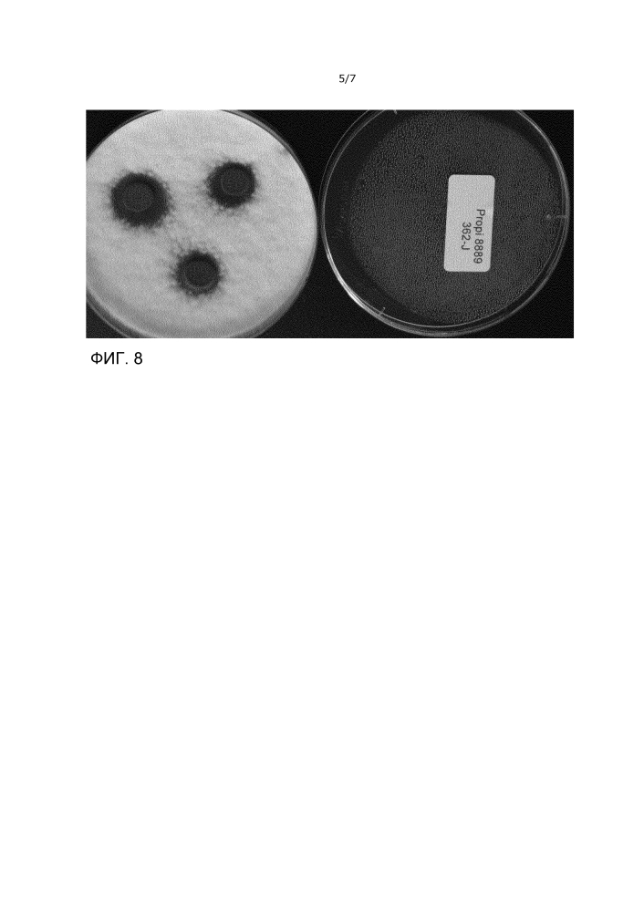 Штамм propionibacterium, обладающий ингибирующей активностью против дрожжей и плесневых грибов (варианты) и его применение (патент 2640255)