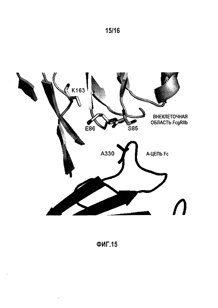 Fcγriib-специфичное fc-антитело (патент 2608504)