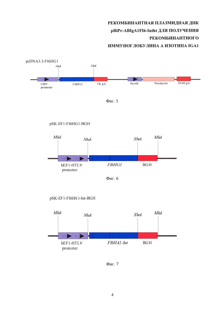 Рекомбинантная плазмидная днк pbipr-abiga1fi6-intht для получения рекомбинантного иммуноглобулина а изотипа iga1 (патент 2664184)