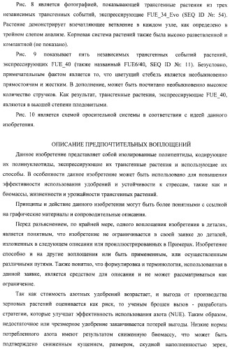 Изолированные полипептиды, кодирующие их полинуклеотиды, экспрессирующие их трансгенные растения и способы их использования (патент 2487166)