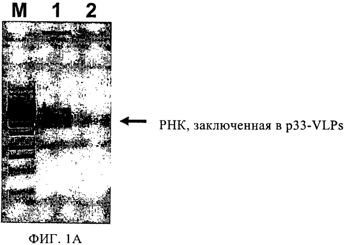 Укомплектованные вирусоподобные частицы (патент 2375076)