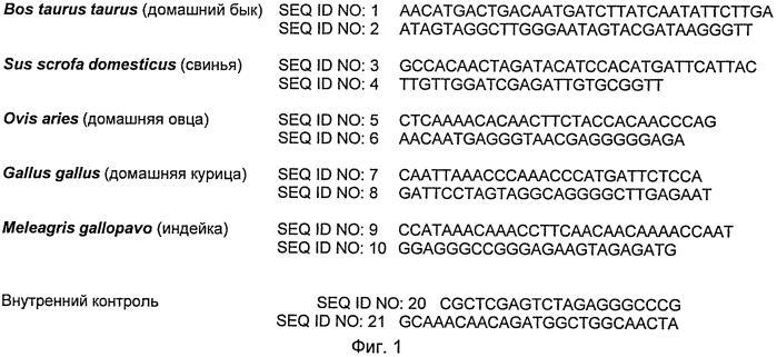 Набор олигонуклеотидных праймеров для идентификации днк животных в кормах и мясных продуктах (патент 2560579)