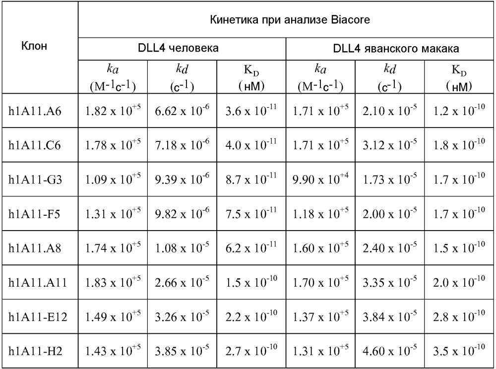 Терапевтические dll4-связывающие белки (патент 2605928)