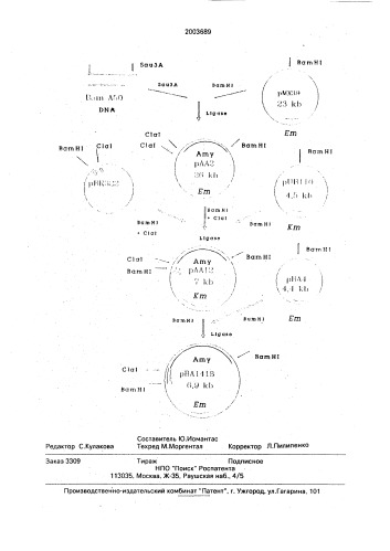 Рекомбинантная плазмидная днк рва1418, кодирующая альфа- амилазу bacillus amyloliquefaciens и штамм-бактерий bacillus amyloliquefaciens - продуцент альфа-амилазы bacillus amyloliquefaciens (патент 2003689)