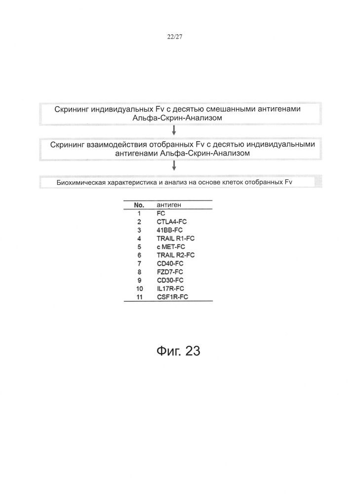 Библиотека fv на основе комбинаций белков и способ ее получения (патент 2639505)