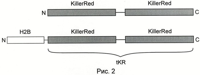 Выделенная нуклеиновая кислота, кодирующая белок killerred (варианты), выделенный белок (варианты), кассета экспрессии, клетка, содержащая кассету экспрессии (патент 2458129)