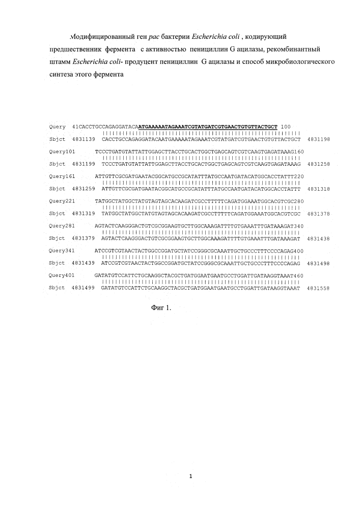 Модифицированный ген рас бактерий escherichia coli, кодирующий предшественник фермента с активностью пенициллин g ацилазы, рекомбинантный штамм escherichia coli - продуцент пенициллин g ацилазы и способ микробиологического синтеза этого фермента (патент 2624022)
