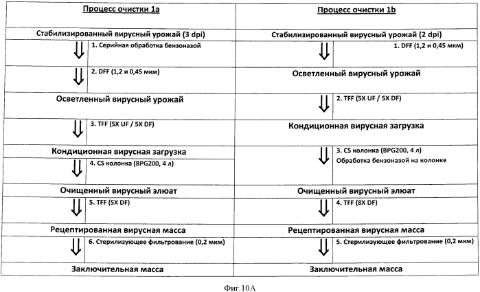 Способы культивирования клеток, размножения и очистки вирусов (патент 2547587)