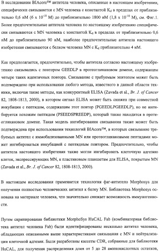 Антитела человека, обладающие активностью связывания c mn и нейтрализации клеточной адгезии (патент 2317998)