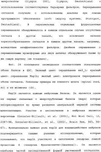 Ее3-семейство белков и соответствующие днк-последовательности (патент 2333918)