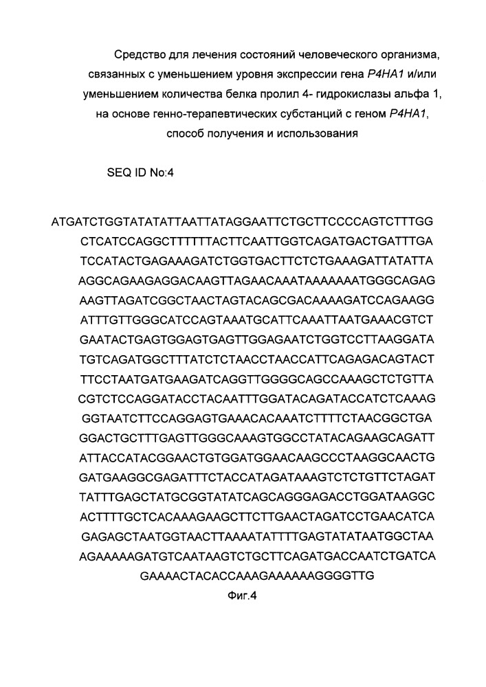 Средство для лечения состояний человеческого организма, связанных с уменьшением уровня экспрессии гена р4на1 и/или уменьшением количества белка пролил 4- гидрокислазы альфа 1 на основе генно-терапевтических субстанций с геном р4на1, способ получения и использования (патент 2658428)
