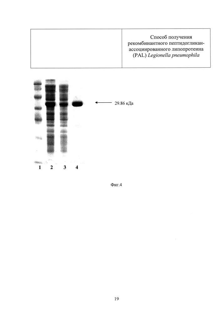 Способ получения рекомбинантного пептидогликан-ассоциированного липопротеина (pal) legionella pneumophila (патент 2634385)