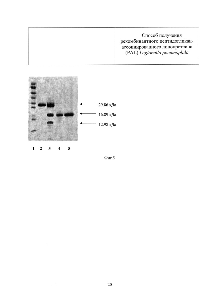 Способ получения рекомбинантного пептидогликан-ассоциированного липопротеина (pal) legionella pneumophila (патент 2634385)