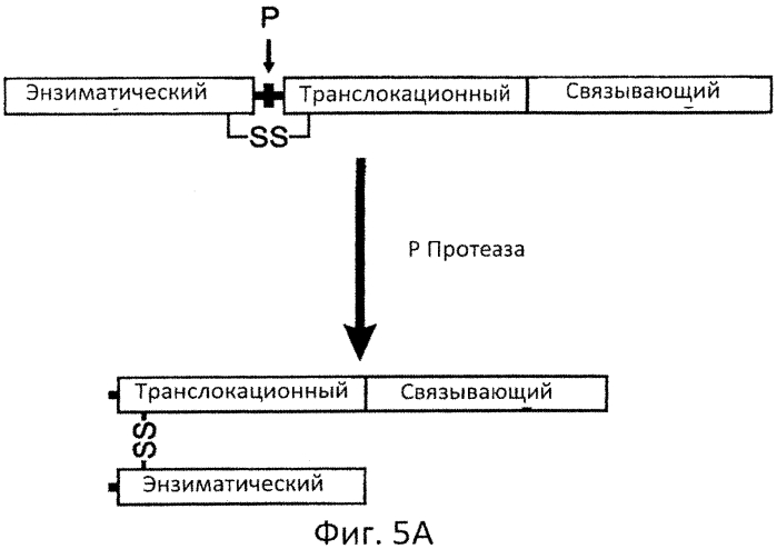 Разрушаемые клостридиальные токсины (патент 2561465)